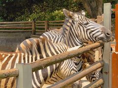 -泉州海丝野生动物世界