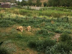 -新疆天山野生动物园