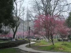 -武汉大学-樱园