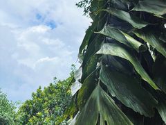 -西双版纳基诺山寨