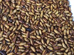 -南沙十九涌渔人码头-南门