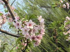 -顾村公园