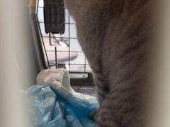 -四月宠物医院·猫专科·心脏专科·内科(转塘店)