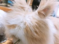 -藦茜花园宠物主题亲子互动体验馆(国顺东路店)