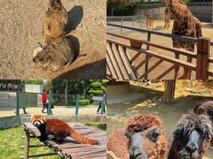 -泉州海丝野生动物世界