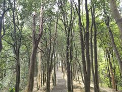 -火炉山森林公园