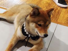 -柴务处·柴犬主题狗咖