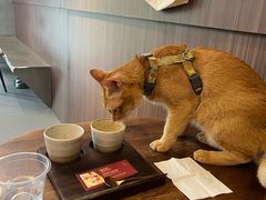 -Again Coffee Roaster(香蜜湖店)