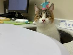 -芭比堂动物医院·CT·微创中心(新顺分院)