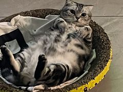 -A猫a狗全科·犬猫异宠·芥西宠物医院(南开总院)