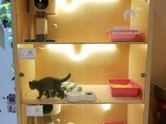 -Pets First伊珊娜洗护·精致美容·家庭式寄养(新会路店)