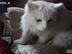 -Babycat私家御饼屋(龙头路一店)