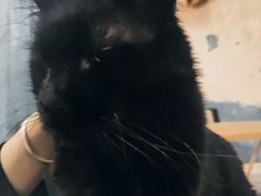 -猫小院猫主题咖啡厅(北锣店)