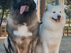 -家友宠物(莞城店)