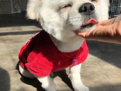 -圣宠宠物(北京疃里丛林市场店)