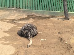 -西霞口神雕山野生动物世界