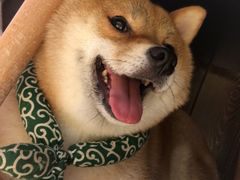 -逗柴咖啡屋·狗咖猫咖宠物桌游