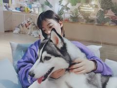 -Husky Go! 哈士奇体验馆·宠物咖啡厅狗咖