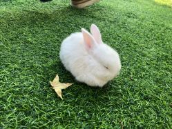 -萌宠亲子动物乐园(槐房万达店)