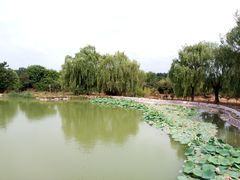 -泰山花样年华景区