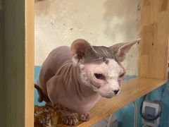 -猫小院猫主题咖啡厅(北锣店)