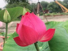 -莲花池公园