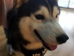 -Husky Go! 哈士奇体验馆·宠物咖啡厅狗咖