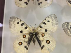 -上海昆虫博物馆