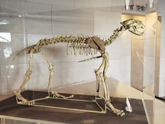 -北京周口店北京人遗址博物馆