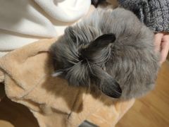 -猫猫幼稚园·撸猫·桌游·电玩