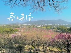 -香雪海