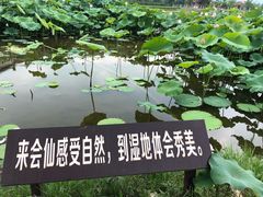 -会仙湿地