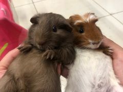 -钓仓鼠(洋桥北里小区店)
