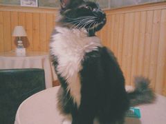 -猫色咖啡·猫咖