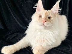 -十年猫舍·猫咪专门店(普陀店)