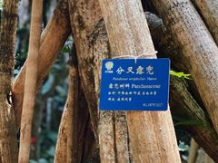 -中国科学院西双版纳热带植物园