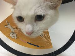 -艾贝尔宠物诊疗