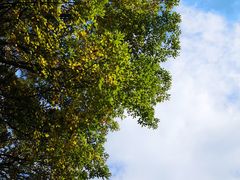 -吴淞炮台湾湿地森林公园烧烤区