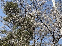 -西北湖绿化广场