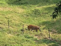 -合肥野生动物园