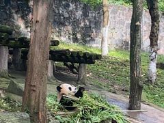 -都江堰中华大熊猫苑