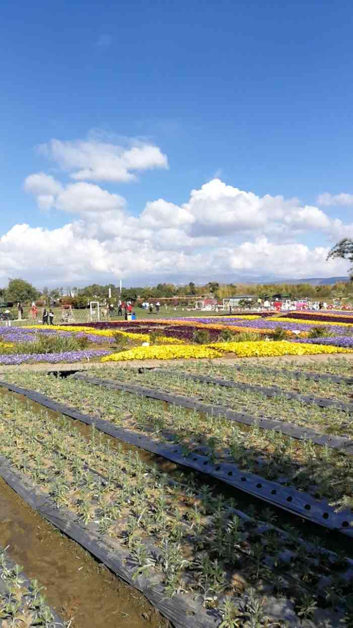 花语牧场-"花语牧场视野开阔,风景优美,但是所种植的.