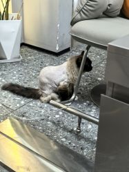 -风生造型