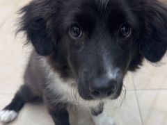 -艾贝尔宠物医院·狂犬免疫点(江山金象城店)
