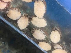 -宾朋海鲜特色美食餐厅·纯手工鲅鱼水饺(兴海路店)