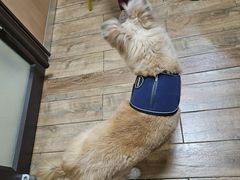 -瑞派宠物医院·犬猫全科·猫友好(宾水西道店)