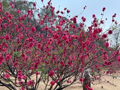 -南国桃园旅游度假区