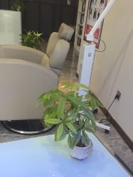 -碧莲盛·不剃发植发