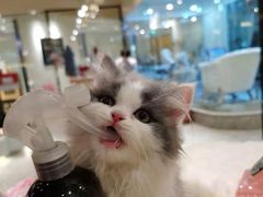 -momokira米努特·德文卷毛猫·棉花面纱犬