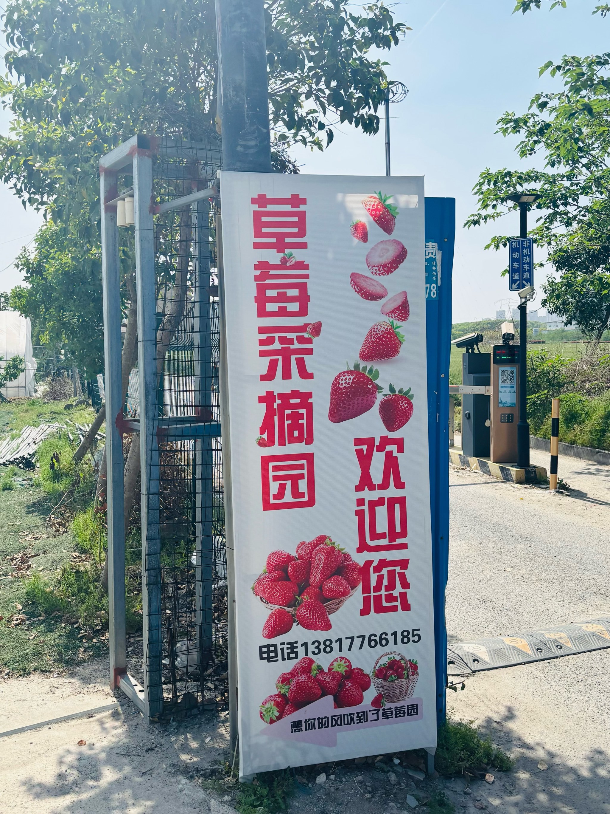 邂逅春日草莓园🍓摘到停不下手